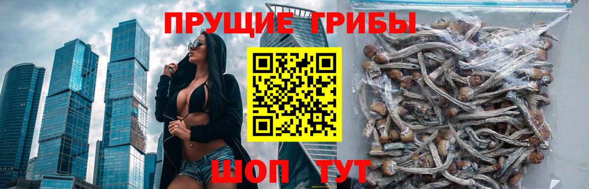 Галлюциногенные грибы Cubensis  Вход с VPN  Камышин 
